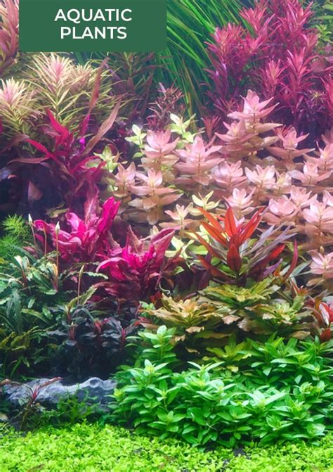 fish online vizag|Buy Aquatic Plants and Fishes Online.